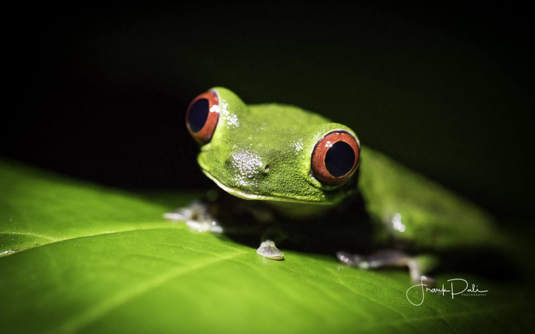 Costa Rica Wildlife and Nature Photography Workshop