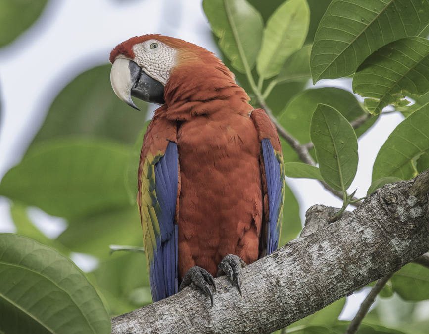 Costa Rica Wildlife & Bird Photography Workshop