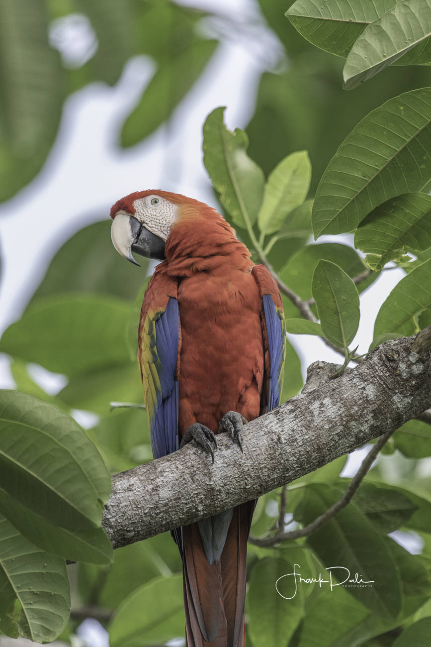 Costa Rica Wildlife & Bird Photography Frank Pali Photography